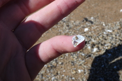 Dreissena polymorpha