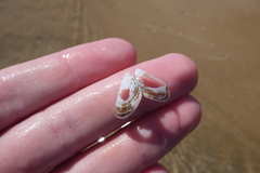 Dreissena polymorpha