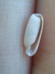Cylichna thetidis