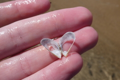 Dreissena polymorpha