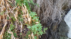 Stachys stebbinsii