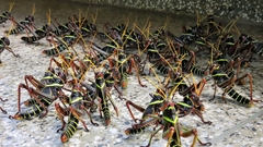 Orthoptera