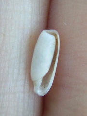 Cylichna thetidis