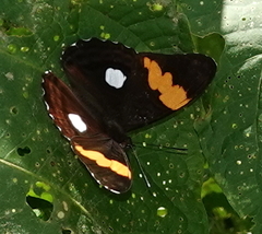 Adelpha leucophthalma