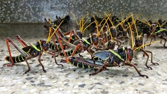 Orthoptera