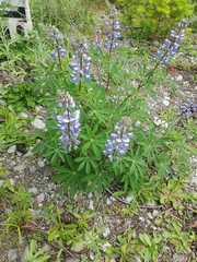 Lupinus nootkatensis