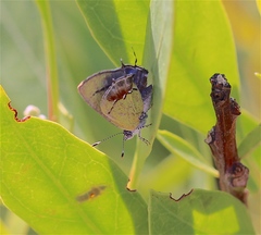 Chlorostrymon maesites