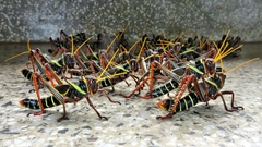 Orthoptera