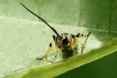 Ichneumon annulatorius