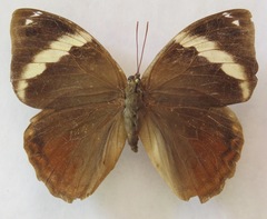 Opsiphanes tamarindi