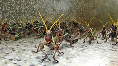 Orthoptera