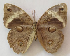 Opsiphanes tamarindi