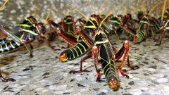 Orthoptera