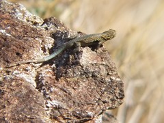 Uta stansburiana elegans