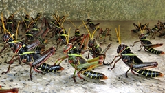 Orthoptera