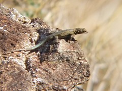 Uta stansburiana elegans