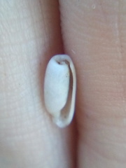 Cylichna thetidis