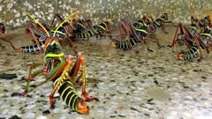 Orthoptera
