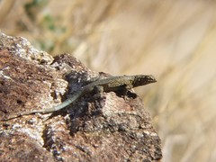 Uta stansburiana elegans