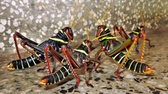 Orthoptera