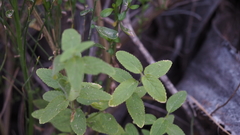 Stachys stebbinsii