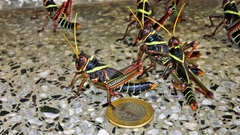 Orthoptera