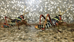 Orthoptera