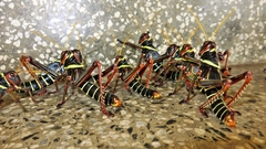 Orthoptera