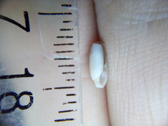 Cylichna thetidis