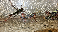 Orthoptera