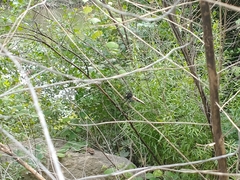 Promachus painteri