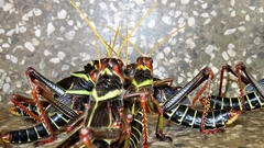 Orthoptera