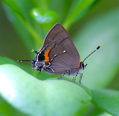 Electrostrymon angelia