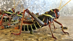 Orthoptera
