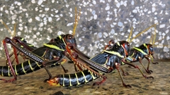 Orthoptera