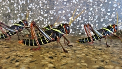 Orthoptera