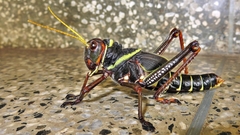 Orthoptera