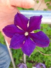 Clematis × jackmanii