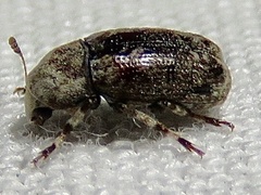 Euparius