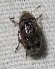 Euparius