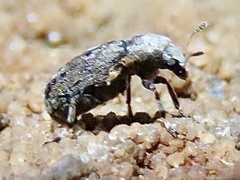 Euparius