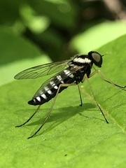 Chrysopilus ornatus