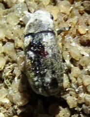 Euparius