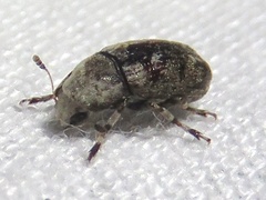 Euparius