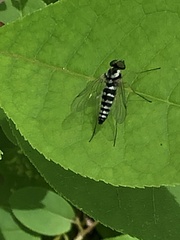 Chrysopilus ornatus