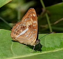 Adelpha olynthia
