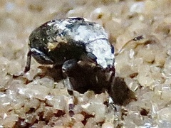 Euparius
