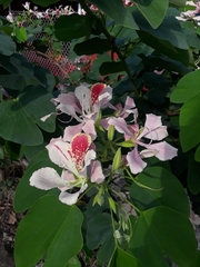 Bauhinia monandra