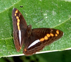 Adelpha olynthia