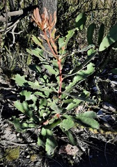 Banksia penicillata